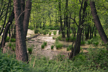 the swamp woods, bog
