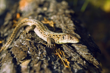 the old lizard