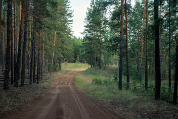 Fototapeta na wymiar pine forest