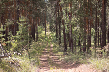 pine summer forest