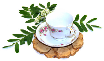 white Rowan flowers and fresh leaves, juniper stand under a hot, porcelain couple cup and saucer isolated