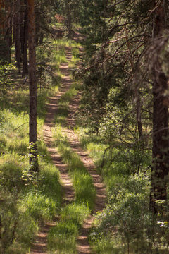 pine summer forest © aleksa3136