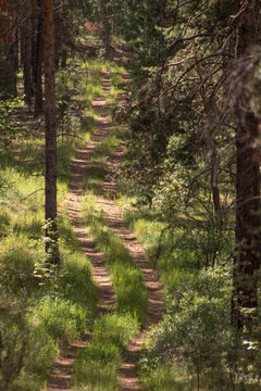 pine summer forest © aleksa3136