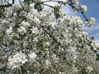 blooming cherry tree in spring