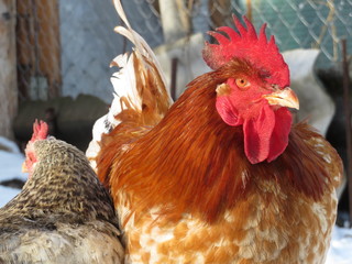 Red rooster and speckled hen on the farm. Chickens outdoor, poultry concept