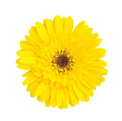 Colorful top view beautiful yellow gerbera or barberton daisy flower blooming with water drops isolated on white background and clipping path