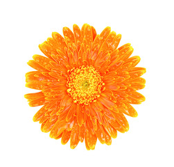 Colorful top view beautiful orange gerbera or barberton daisy flower blooming with water drops isolated on white background and clipping path