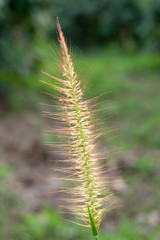 grass flower in the fields