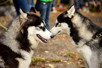 Portrait Husky dog with interesting eyes outdoors