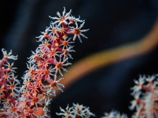 Underwater close-up photography of coral polyps.