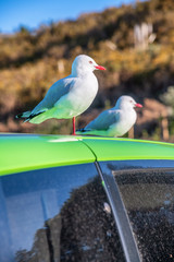 Two seagulls relaxing over a colorful car