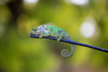 Green chameleon on a branch