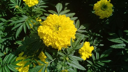 Marigold flower volume 656