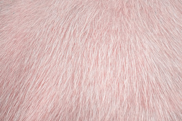 Colorful albino buffalo fur texture, Natural abstract hair pattern animal background