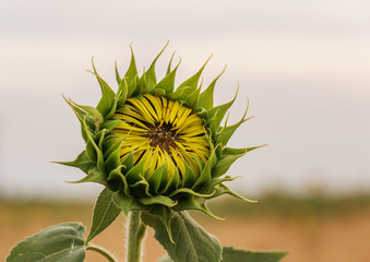 Beautiful sunflowers in the field natural background, Sunflower blooming.