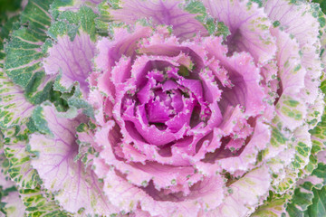 Blurred for Background.natural fresh purple cabbage (Ornamental Kale) with dew drops for texture.