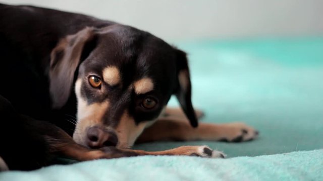 Small brown dog licking