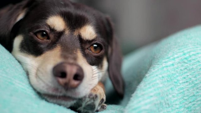 Sad small brown dog (close-up)