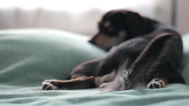 Small brown dog wagging the tail