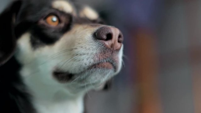 Small brown dog looking in a camera and window (close-up)