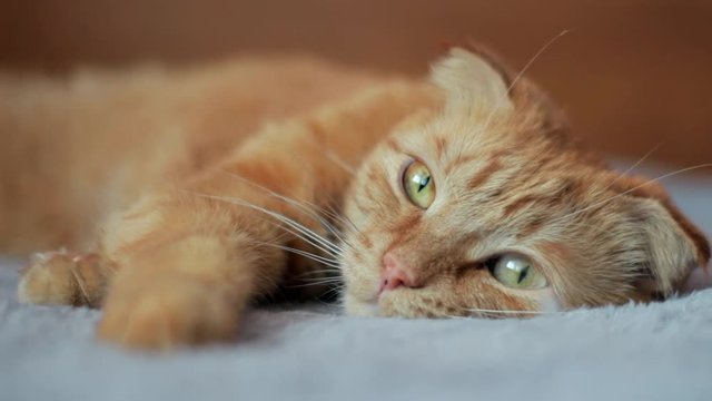 Ginger cat blinking (close-up)