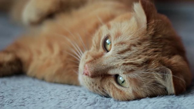 Ginger cat is looking around (close-up)