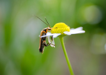 Beetle that sits on a daisy