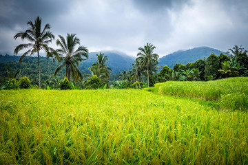 Paddy field rice terraces, Munduk, Bali, Indonesia
