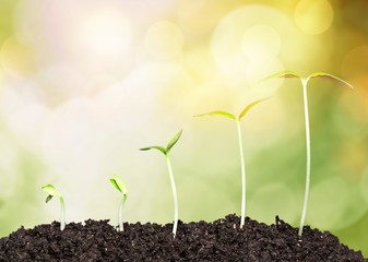 Growth of new life on green blurred background, bokeh