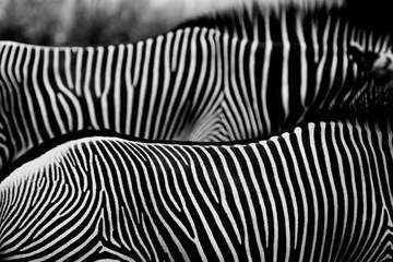 Foto op Canvas :: zebra IV :: © markus0901