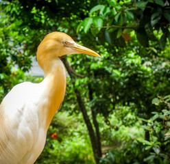 Cattle Egret