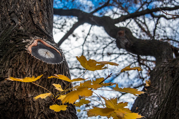 A foreshadowing of the leaves