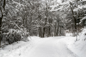 Snowy trees in winter forest