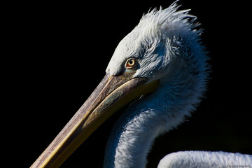 :: pelican posing ::