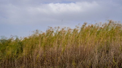 Fototapeta premium Long exposure landscape in during a windy winter day- Israel