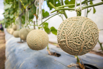 Fresh green Japanese cantaloupe melons plants growing in organic greenhouse garden