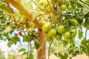 Fresh tomatoes plant growth in organic greenhouse garden