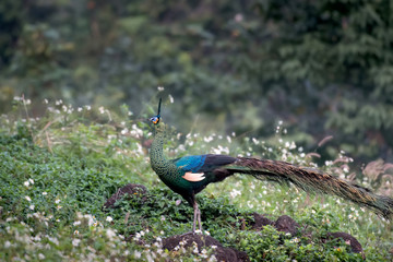 The male peacock standing on stone in nature.
