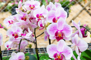 Beautiful Phalaenopsis orchid flower closeup