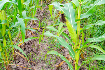 Corn plant with green leaves growth in agriculture field outdoor