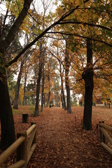 Fototapeta premium Otoño