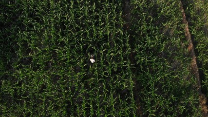 4K aerial flying drone video of young couple tourists walking in cornfield. Bali island.