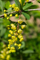 Yellow flowers cluster on blooming Common or European Barberry, Berberis Vulgaris, macro, selective focus, shallow DOF
