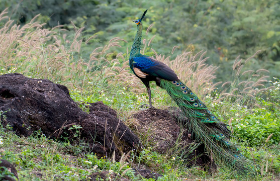 The male peacock standing on stone in nature.
