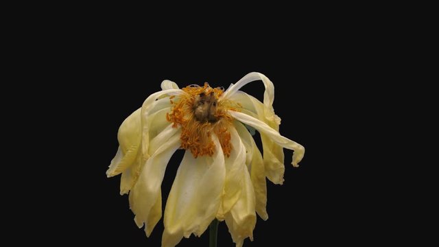 Time-lapse of resurrection dried up coral Peony 2c1-rev in PNG+ format with ALPHA transparency channel isolated on black background, time reverse