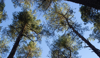 trees in the sky, pine trees