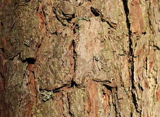 bark of a tree, texture