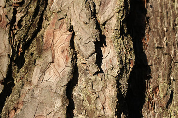 texture of bark of a tree, pine