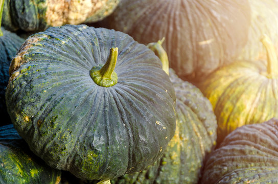 Kabocha, type of hybrid squash in grocery basket - Image