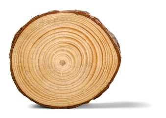 Log Cross Section